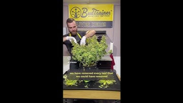 WET or DRY Trim!? How about both? #growyourown #harvest