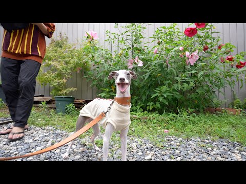 新しい服を着せてもらってルンルンなイタリアングレーハウンドが可愛すぎたwww