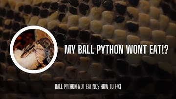 BALL PYTHON WONT EAT? [HOW TO FIX]