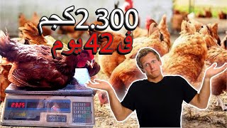 الفراخ الساسو 2.300 ك ع 42 يوم  🤭🥳_ شوفوا بنعمل أيه عشان نوصل للأوزان دى