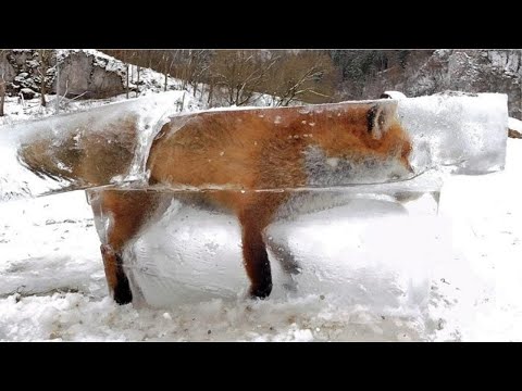 Vidéo: 7 points à considérer lors de l'embauche d'une gardienne d'animaux