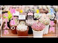 【多肉植物】寒い時期に購入したらこう！