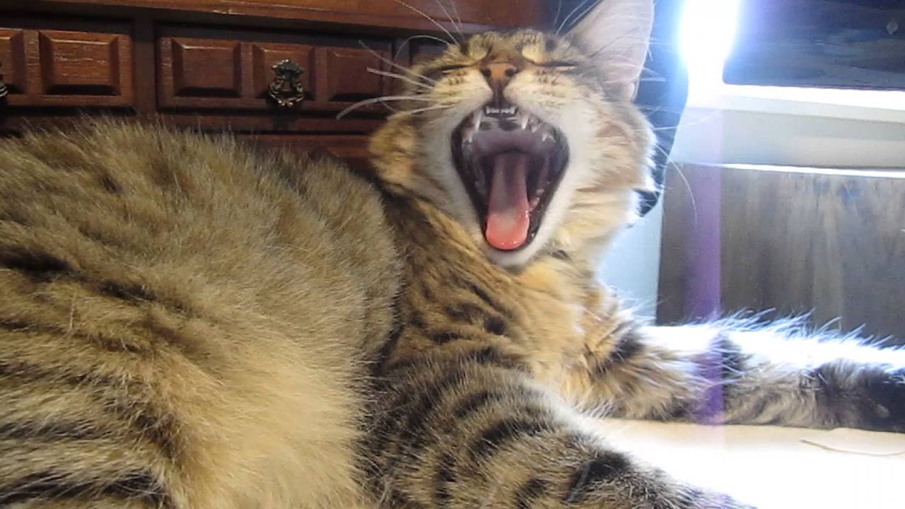 Kitten Reacts to Meowing in his Sleep! - YouTube