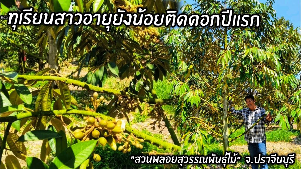 ทุเรียนสาวอายุยังน้อยติดดอกปีแรก 