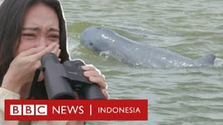 'Terancam' pembangunan Ibu Kota Nusantara: Pesut tersudut, nelayan tersingkir - BBC News Indonesia