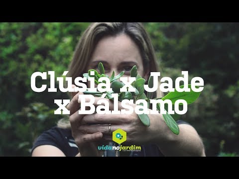 Clúsia x Planta de Jade x Bálsamo