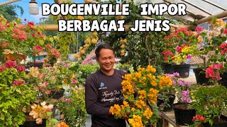 Download lagu 2026 bougainvillea stock and the packing process