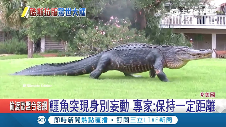 是人假扮的吧？如酷斯拉"巨鳄"现身佛州高尔夫球场 大摇大摆走台步｜记者陈承泰｜【萌宠54来当家】20181018｜三立新闻台 - 天天要闻