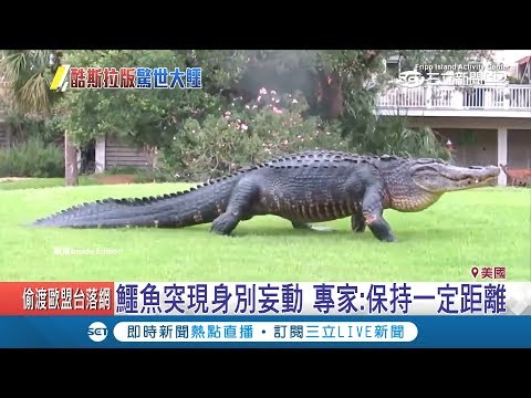 是人假扮的吧？如酷斯拉"巨鱷"現身佛州高爾夫球場 大搖大擺走台步｜記者陳承泰｜【萌寵54來當家】20181018｜三立新聞台