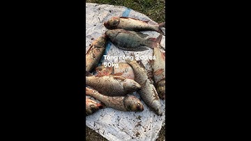 trường cá chép lần đầu câu đập ngũ phúc ở đồng nai trảng bom và cái kết