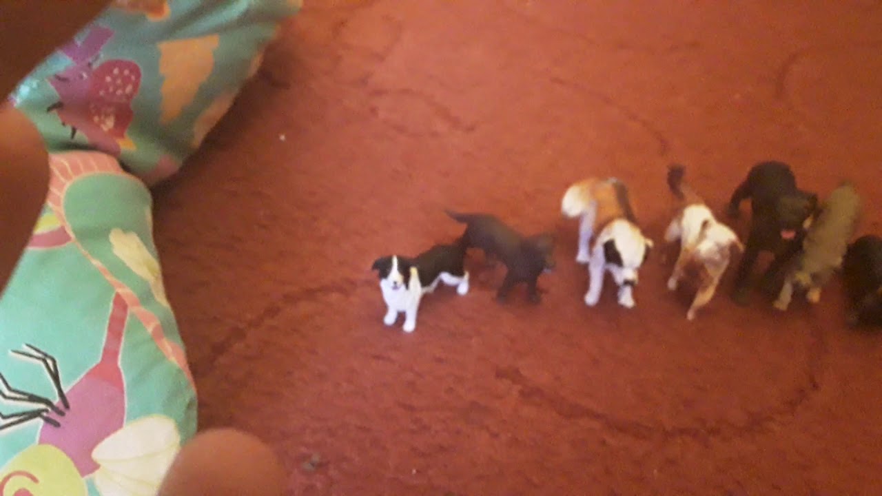 A dogs pack life of the world trailer YouTube