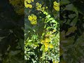 Holy plant: Mahonia repens #garden #scented plants #gardening #gardeningtips