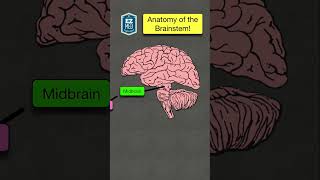 🔥 Anatomy & Function of the Brainstem in 60 SECONDS! [Made Easy - Labeled Diagram]