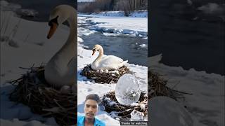 The swan did not like the phoenix birds 😭 #ai #save #egg #swan