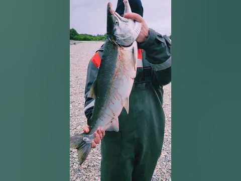 Трофейный кижуч 5 кг 100 грамм.🙌🐟🎣💙 - YouTube