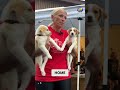 'Puppy yoga' helps to raise money for rescue, find forever homes