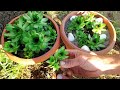 How to Propagation Sempervivum (Hens &amp; Chicks) Succulents very Easy