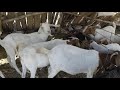 Alimentando el  ganado boer en san jeronimo zoyatitlanapan