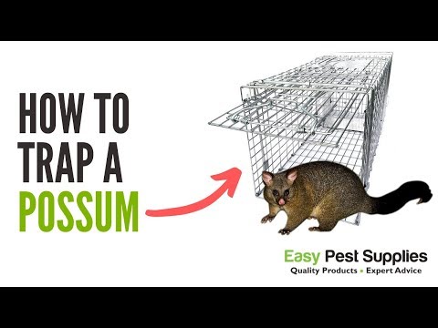 Possum Traps for Opossum Trapping. Buy the #1 Selling Possum Trap