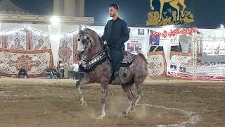 متدورش وابراهيم غزال مركز تاني كلاس الابطال بطولة المنوفية لأدب الخيول العربية 2023