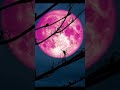 Don’t miss the pink full moon! #space #astronomy #moon #fullmoon