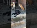Obsessed by Abhijay Sharma/ Riar Saab ft. our shelter dogs