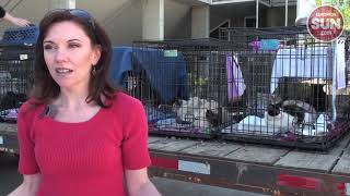 Evacuated pets looking for their owners