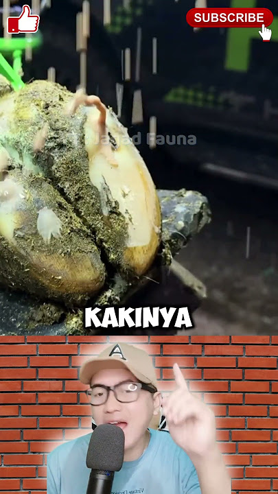 cara menyembuhkan kuku sapi luka #shorts