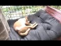 Sleeping Cat live
