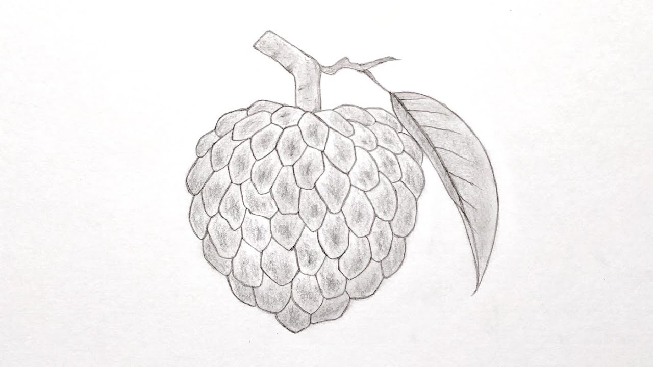 Custard Apple Drawing YouTube