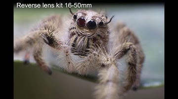 Coupling Lens for Extreme Macro