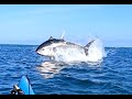 Bluefin tuna in devon