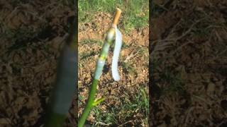 Cevizde Düdük Göz, Göz Ve Yarma Aşı