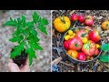 How to Grow the Best Tomatoes | Better Flavor, Bigger Harvests