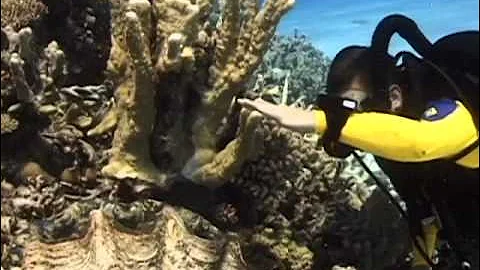 Giant clam grabs a divers hand?