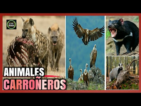 🐺¿Cuáles son los Animales Carroñeros?❌Ejemplos de Animales carroñeros🐺🍖¿QUÉ ES UN CARROÑERO?💀 hqdefault