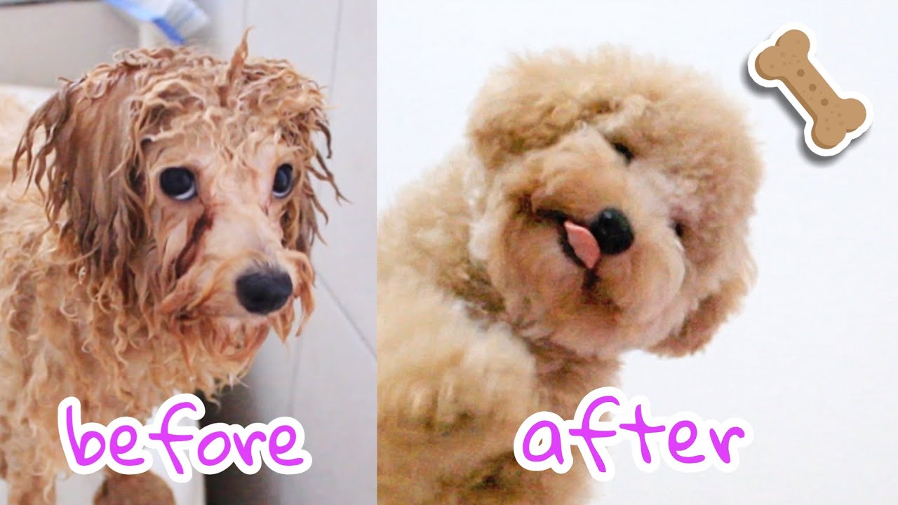 Treats for Puppy Toy Poodle Mandi YouTube