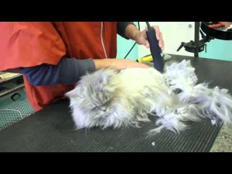 Tosatura Gatto Senza Anestesia Youtube