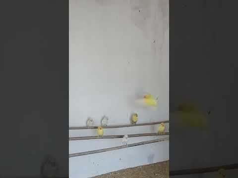 16 10 2025 اكسبلور اغاني متابعه لايك تصميمي Birds Lovebirds Parrot Youtubeshorts Viral