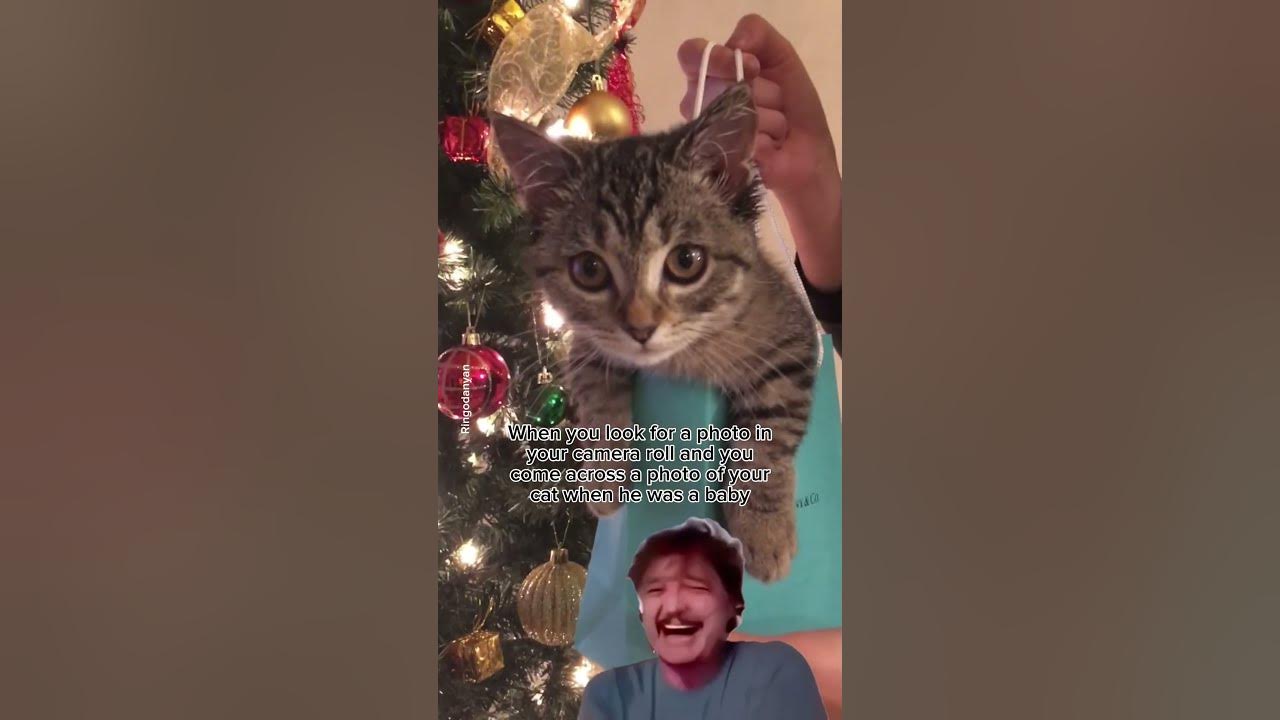 Why did my cat grow up so fast? shorts cute cat YouTube