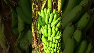 Green Banana