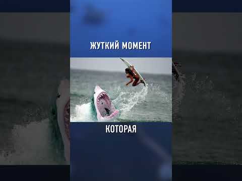 Акула НАПАЛА На Человека в Австралии #shorts