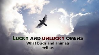 Download lagu Spiritual - Lucky and unlucky omens What birds and animals tell us MP3 Download lagu Spiritual - Lucky and unlucky omens What birds and animals tell us