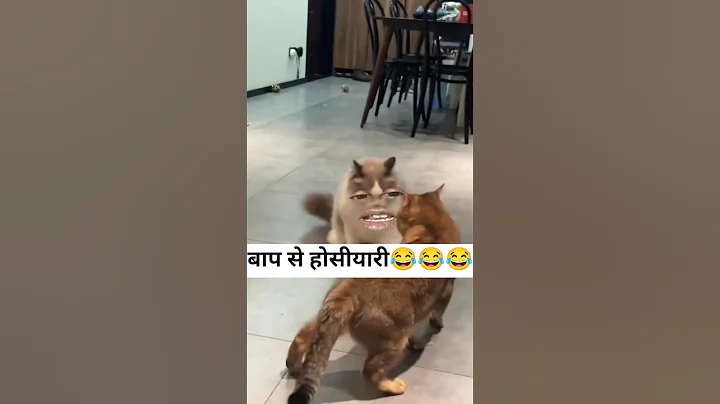 Video 11704441: cats catlover catlife, funny cat