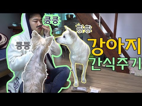 My dog Snack Mukbang animal 강아지 간식 먹방 진돗개 (견국신화)