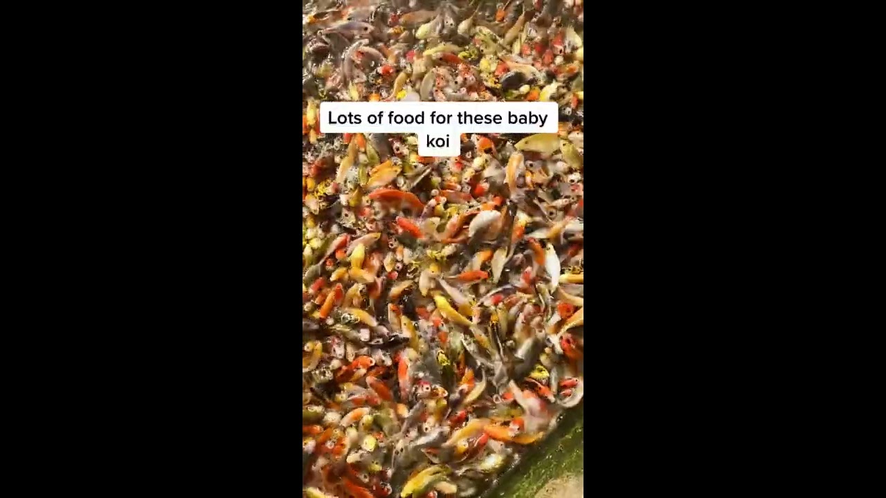 This Is How They Breed 1 Million Worth Of Koi Shorts Koifish Japanesekoi