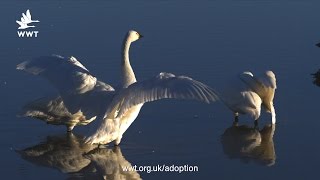 Slow Motion Swans - Spread your wings | WWT