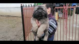 Puppies Caucasian Shepherd For Sale / جراء كلب القوقازي الروسي للبيع