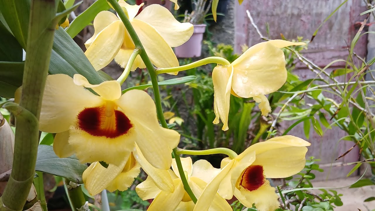 🔴 Orquidario Caseiro X Orquidario Profissional 