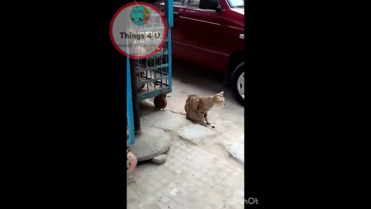 Hens Video| chicken 🐓 cocorow cooow 